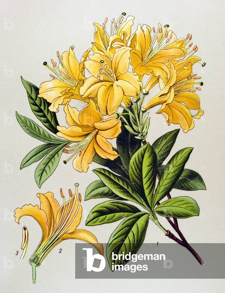 Botanical board, venenous plant (toxic): Yellow azalee (Rhododendron luteum)