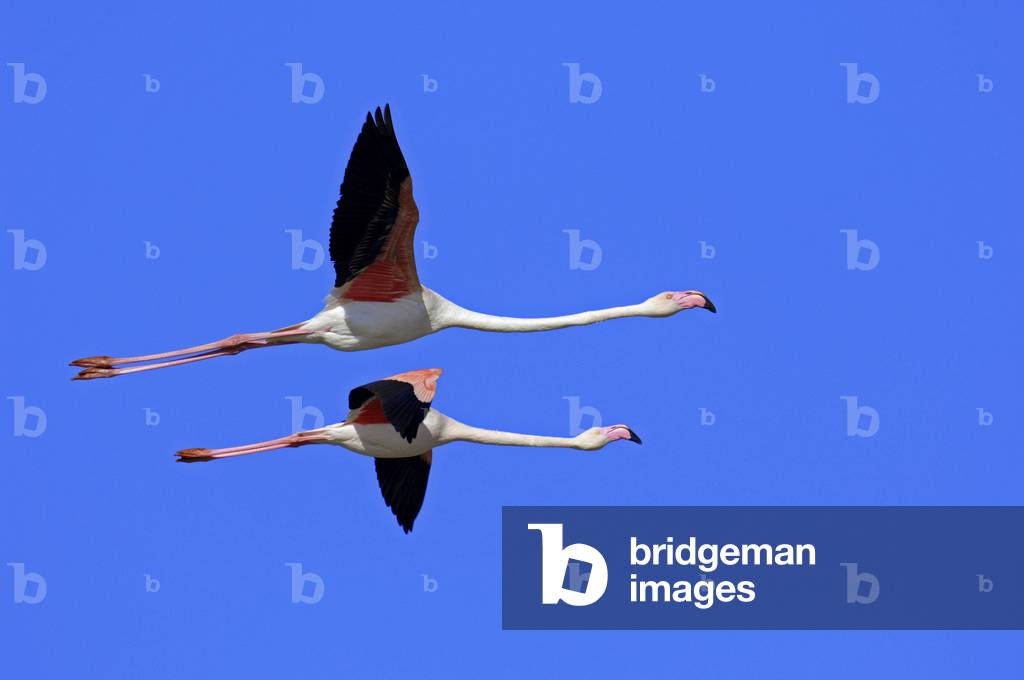 Greater Flamingos (Phoenicopterus ruber roseus), Camargue, Provence, South France, Europe. Photography