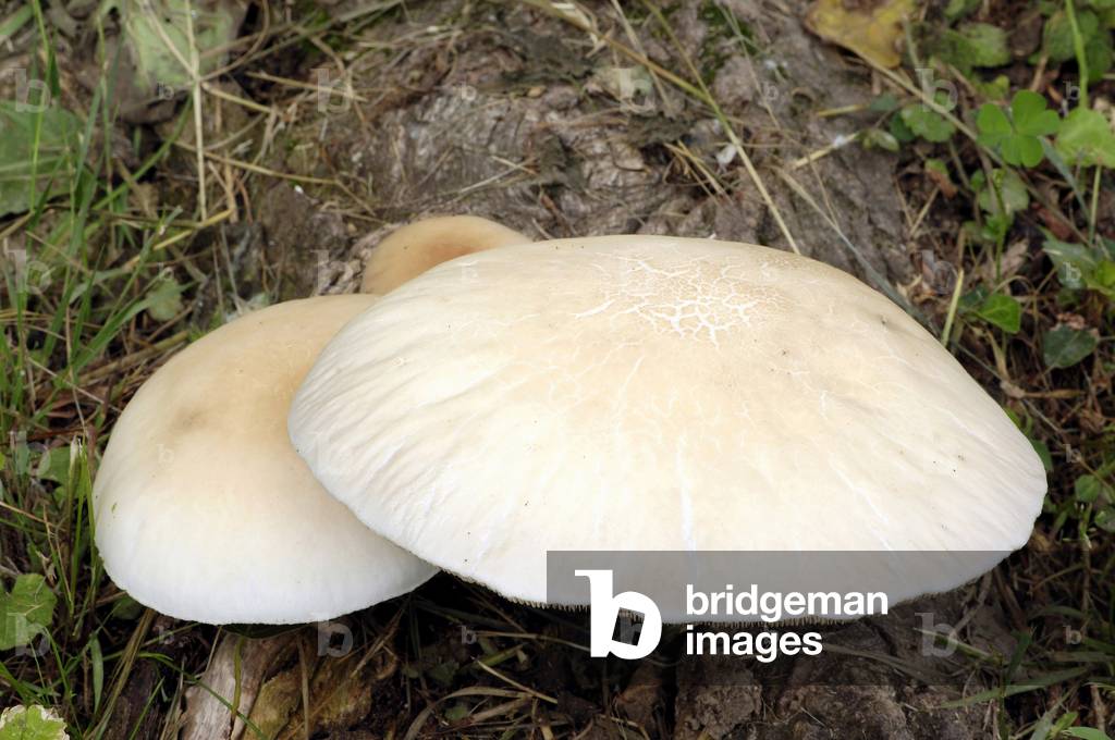 Field Mushroom or Meadow Mushroom (Agaricus campestris), France Photography