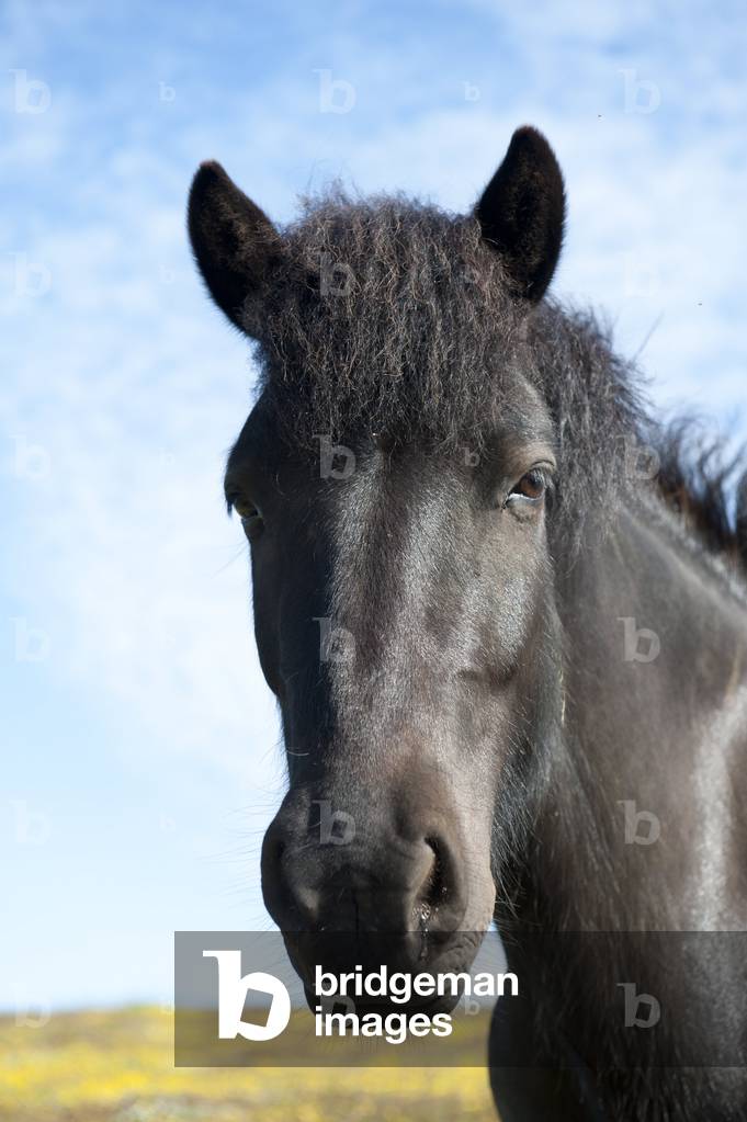 Icelandic Horse; Iceland Pony; black; portrait; Husavik; Iceland; Scandinavia; Northern Europe; Europe