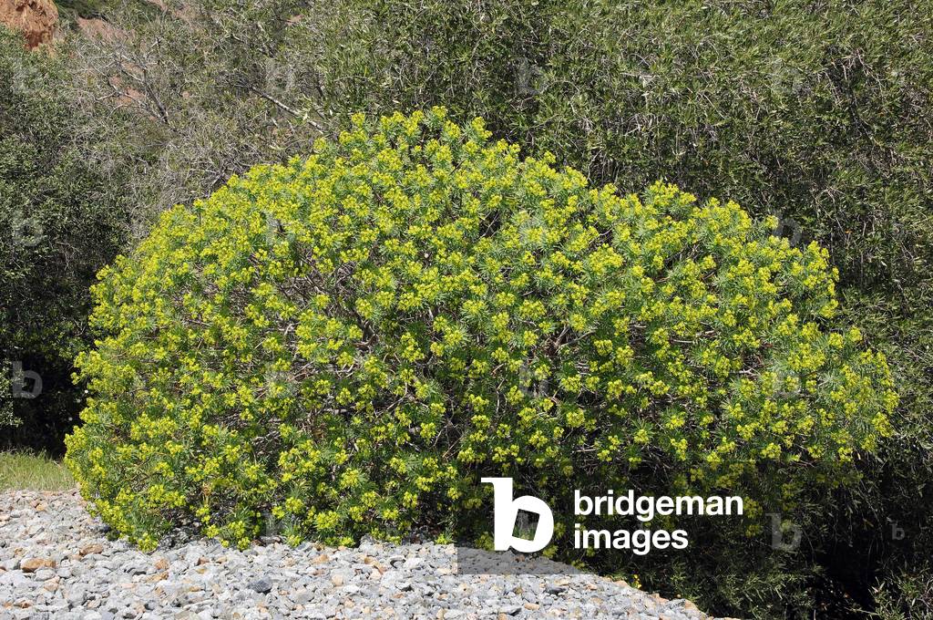 Tree Spurge (Euphorbia dendroides), Provence, Southern France, France, Europe.