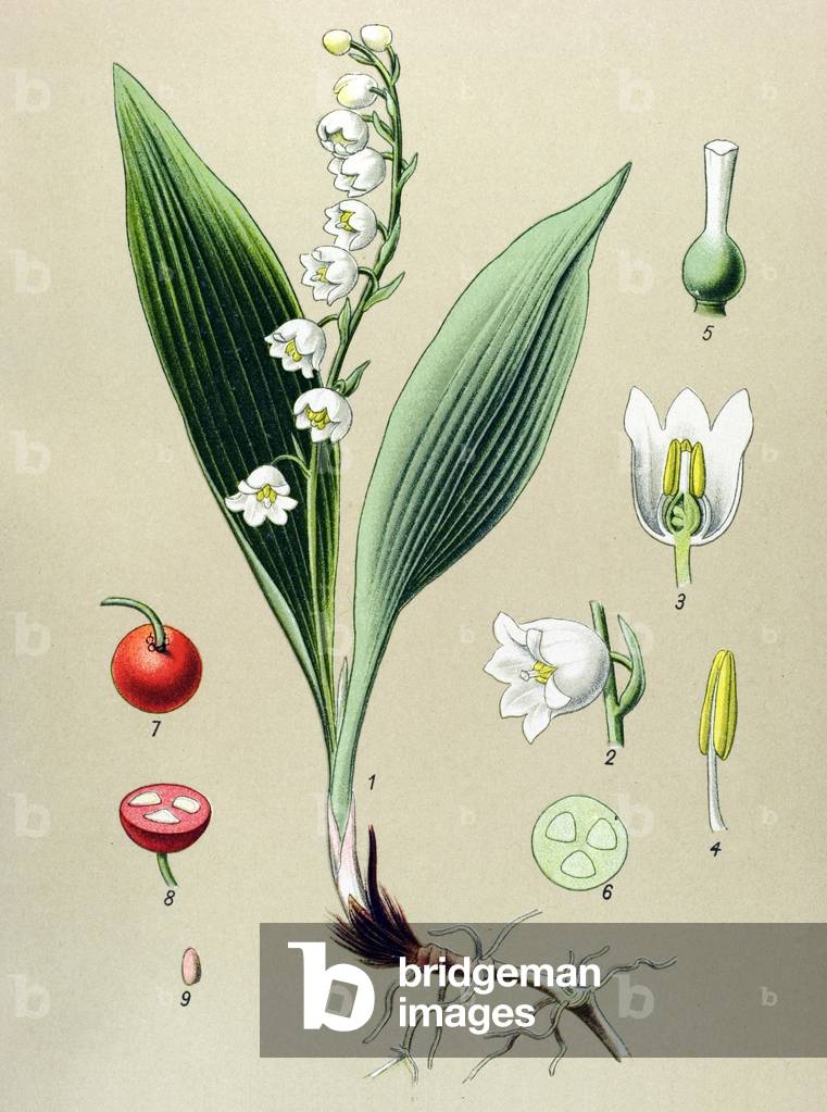 Image of Drawing depicting Botanical board. Venenous (toxic) and medicinal plant: valleys lily or may lily of 
