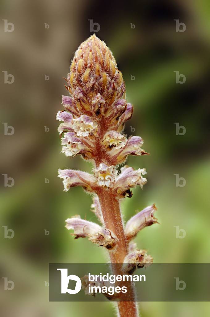 Broomrapse (Orobanche spec.), Provence, Southern France, Europe. Photography