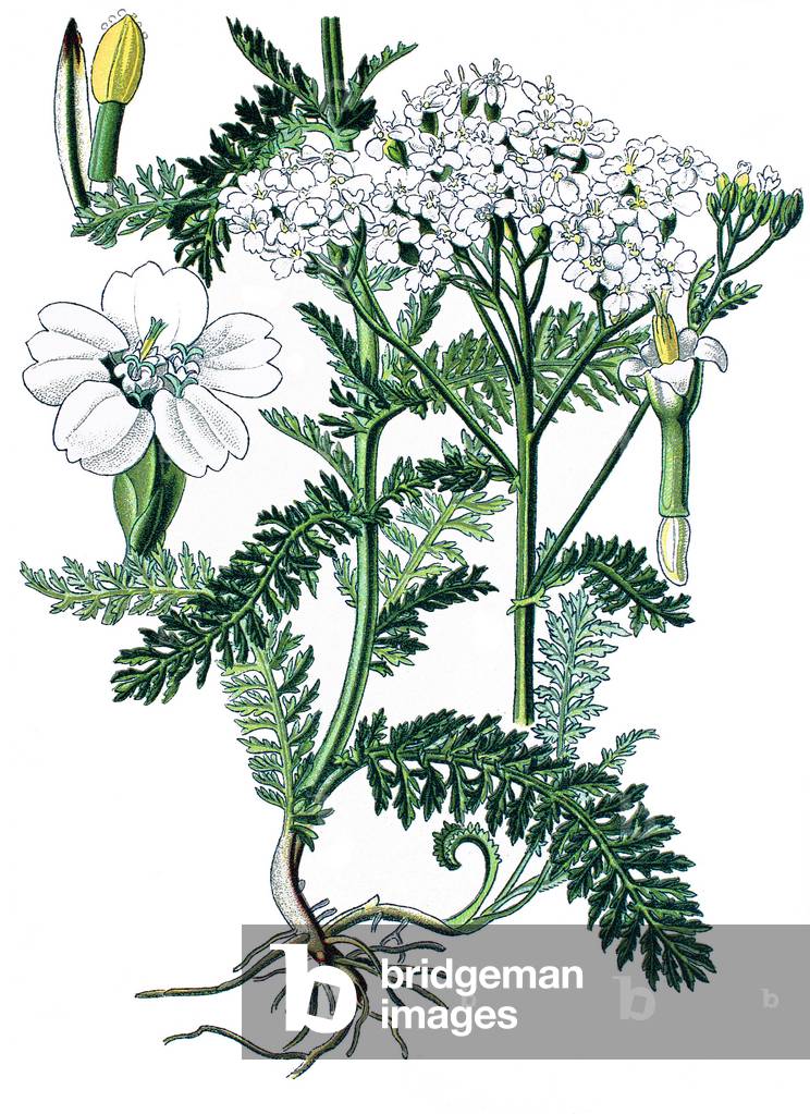 Botanical board: medicinal plant: yarrow (Achillea millefolium). Chromolithography around 1870