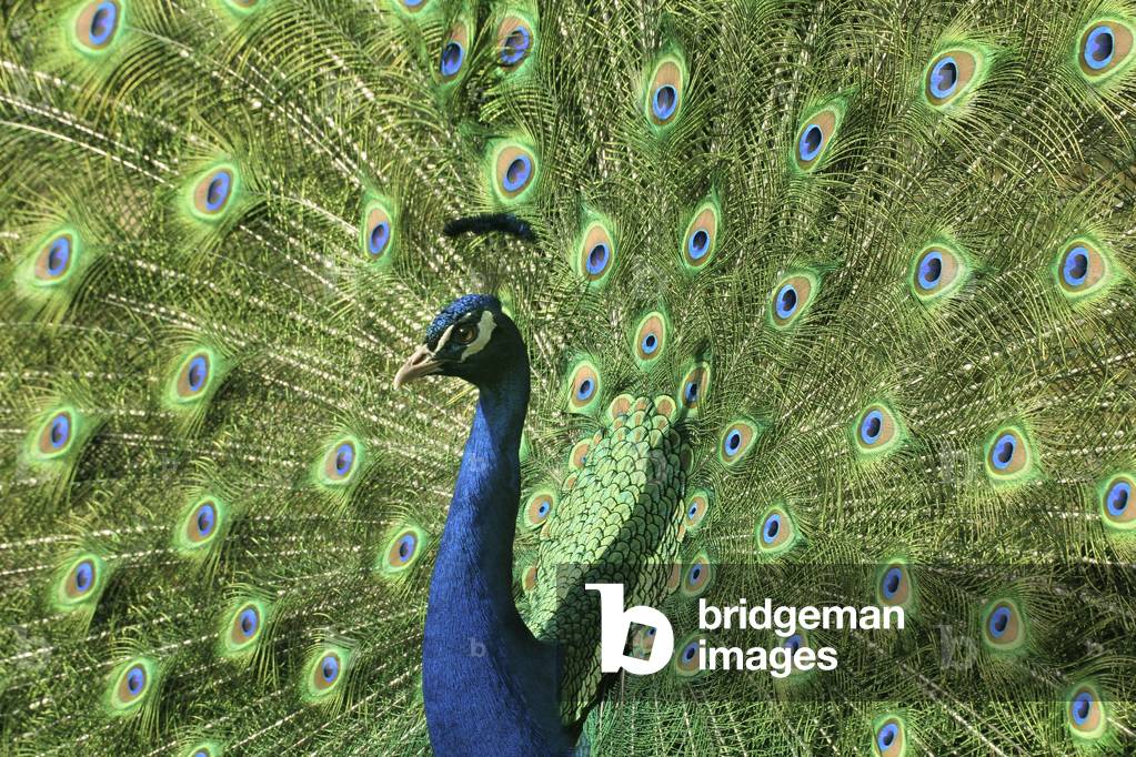 Peacock making the wheel. Photography