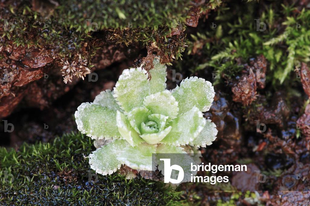 Livelong Saxifrage or White Mountain Saxifrage (Saxifraga paniculata), Provence, Southern France, France, Europe. Photography