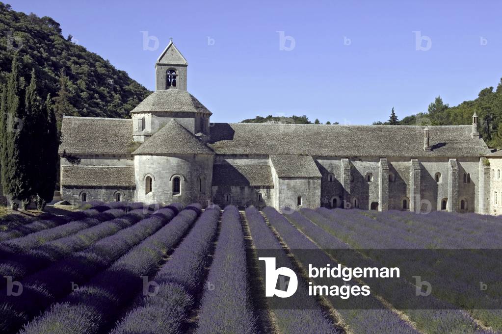 Abbey of Senanque, Vaucluse, South-France, France