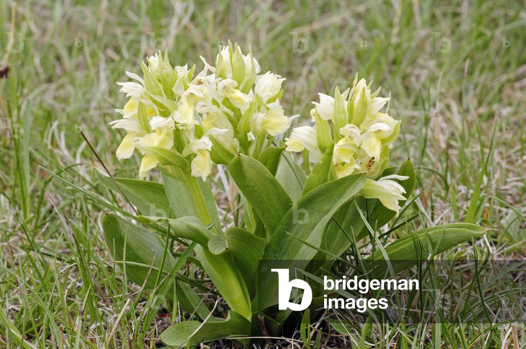 Elder-flowered Orchid (Dactylorhiza sambucina, Dactylorhiza latifolia), yellow form, Provence, Southern France, France, Europe. Photography