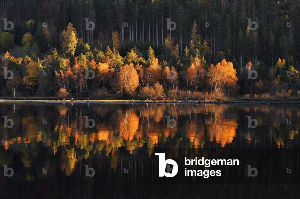 Reflected trees in Lake Titisee, black forest Germany