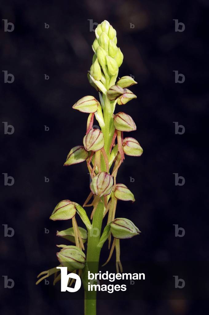Man Orchid (Aceras anthropophorum), Provence, Southern France, France, Europe. Photography