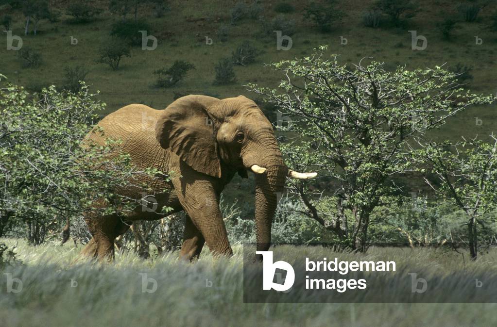 Elephant