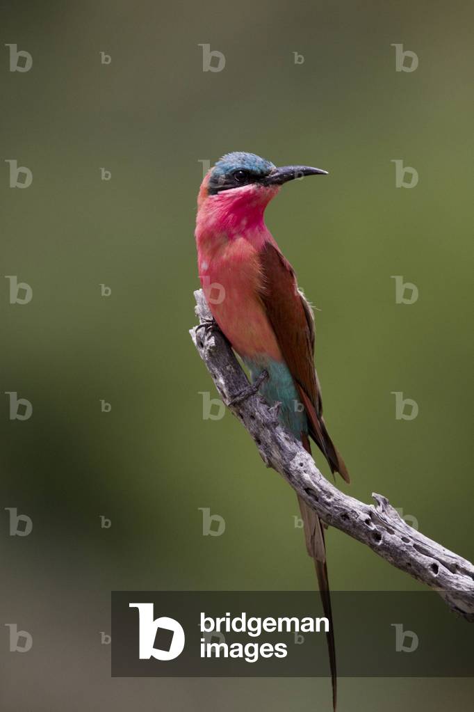 Guepier ecarlate