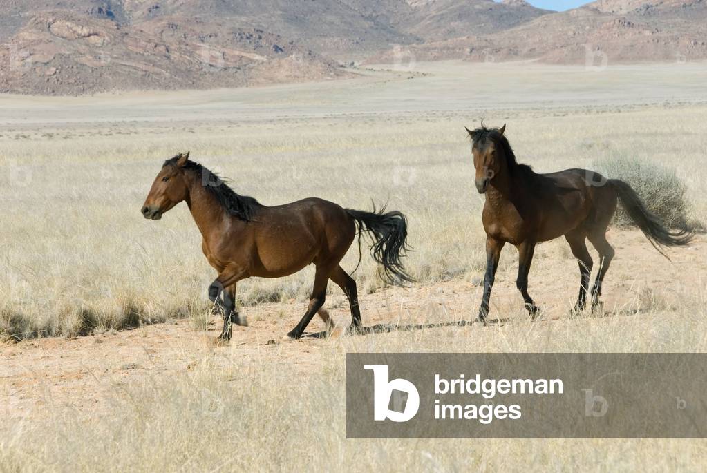 Horses