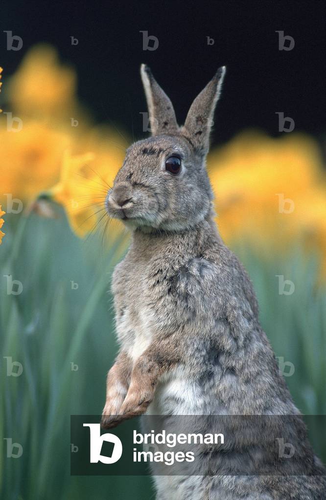 Garenne rabbit or common rabbit