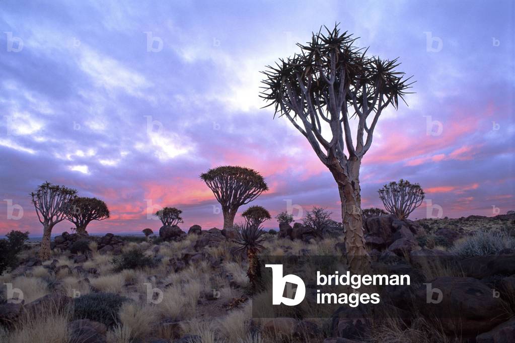Aloes