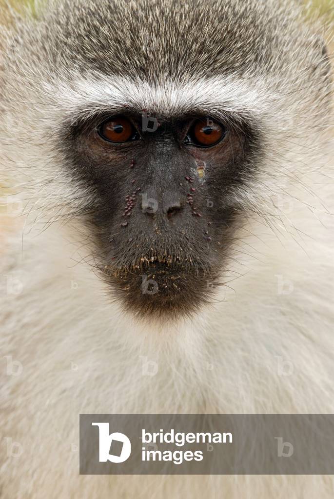 The green monkey