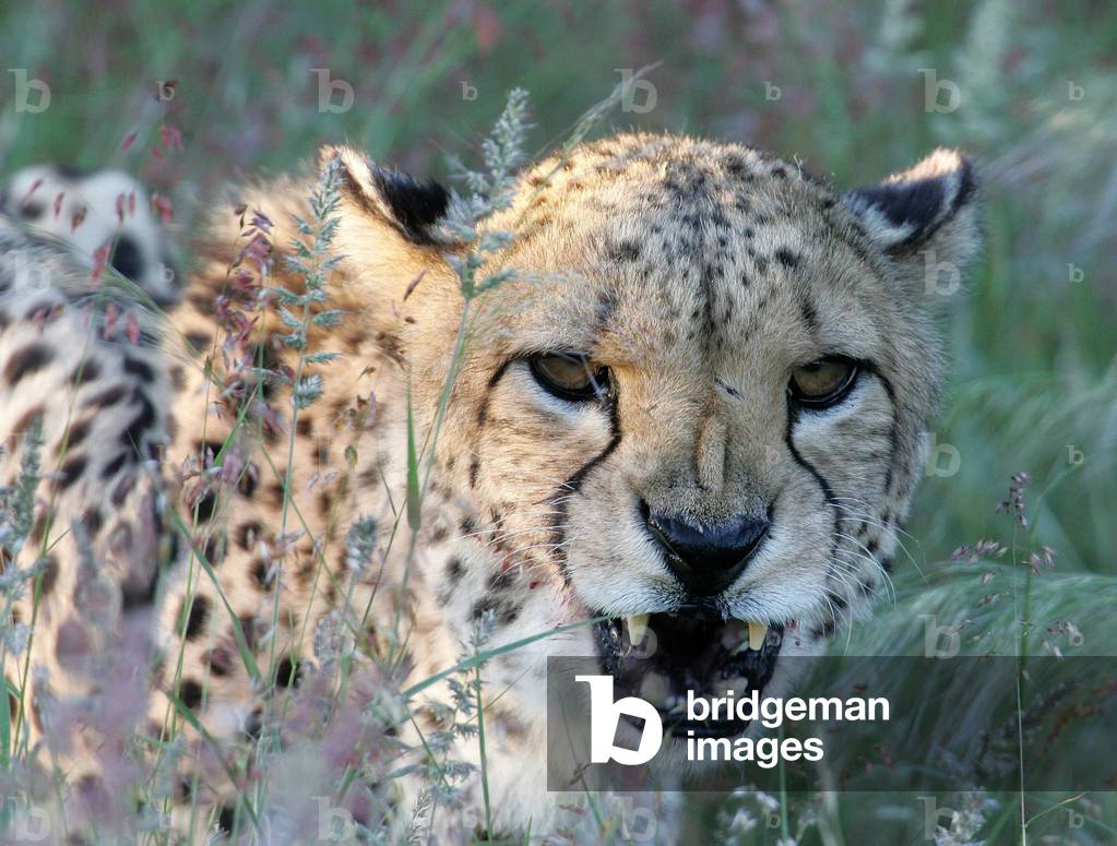 Guepard