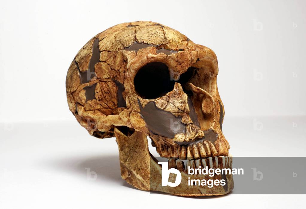 Neandertal Man