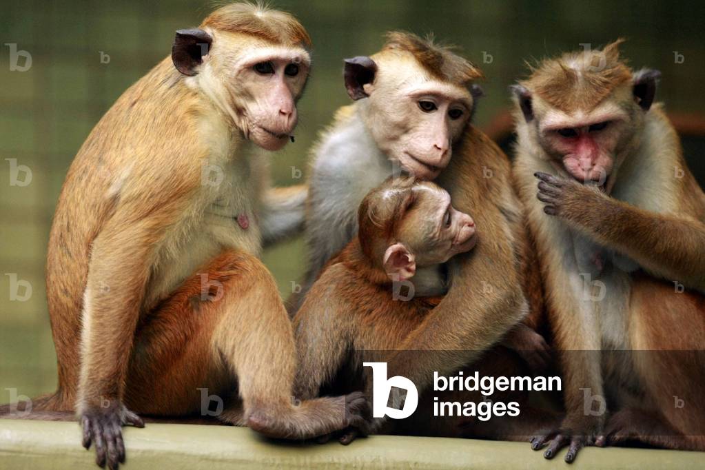 Macaques