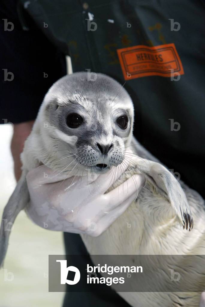 Bebe seal