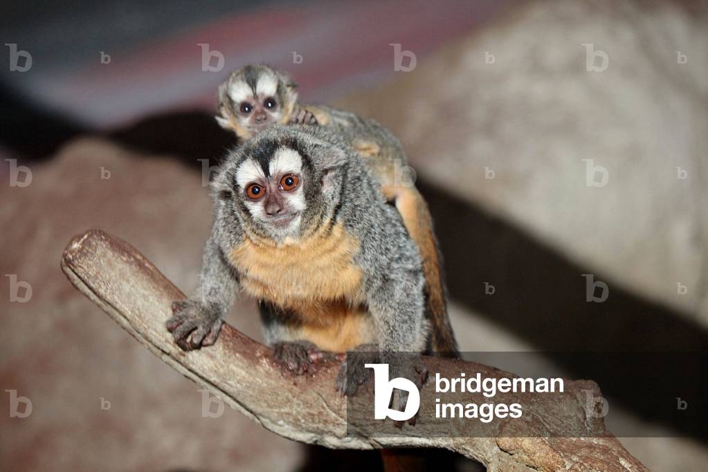 Monkeys