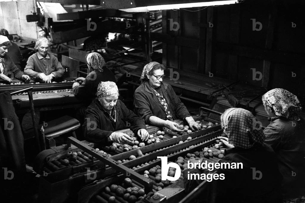 Sorting the harvest of potatoes to a conveyor belt, 1982 (b/w photo)