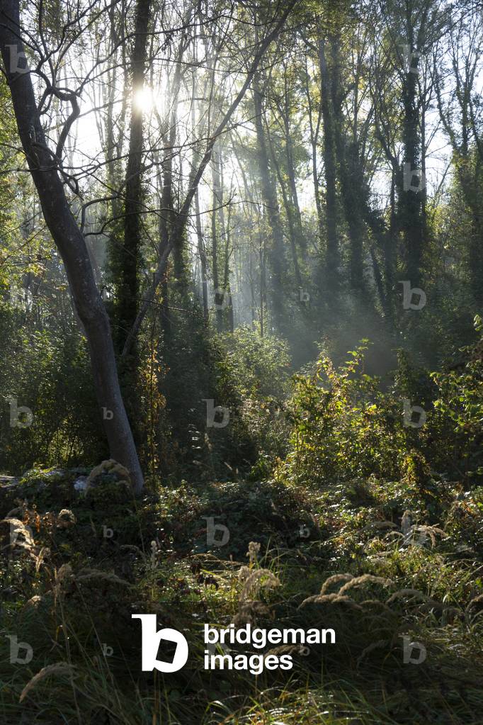 Water treatment plant, Fontainebleau, 2018 (photograph)