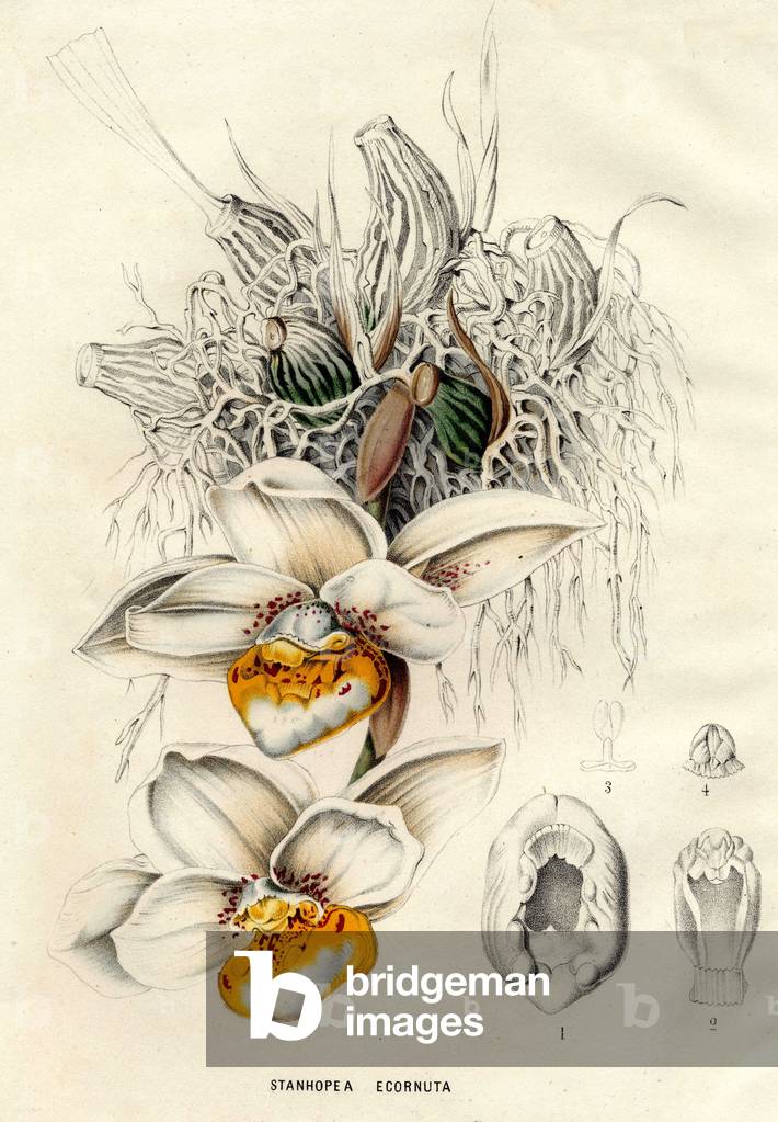 Botanical plate: Stanhopea Ecornuta - in “” Dictionnaire universel d'Histoire naturelle”” by M. Charles D'Orbigny, 1841-1849.