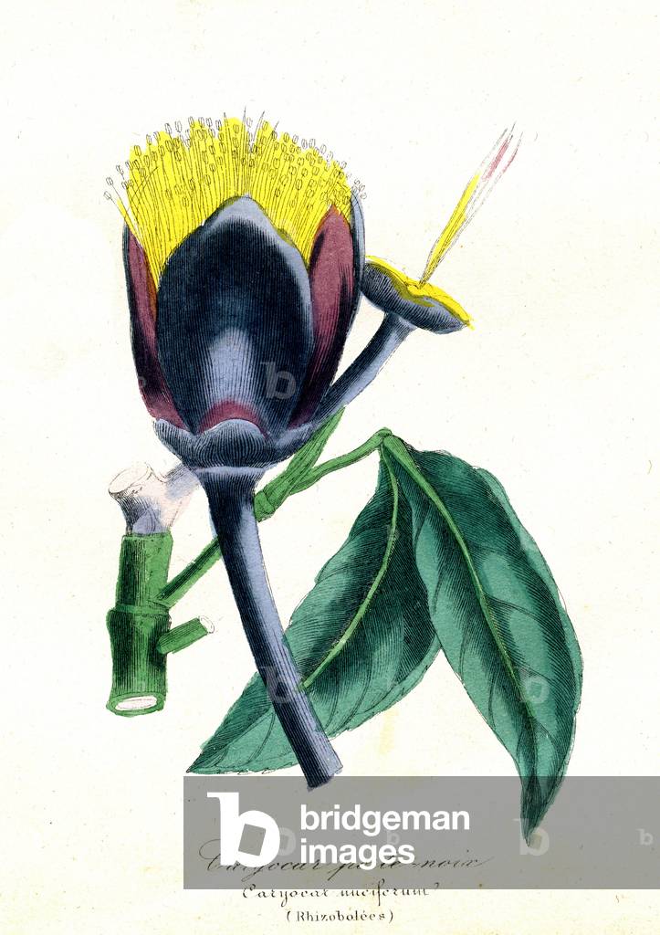 Caryocar with walnut (Rhizobolees) - Caryocar nuciferum, 1855 - Natural History of Plant Families and Principal Species - by Emmanuel Le Maout -