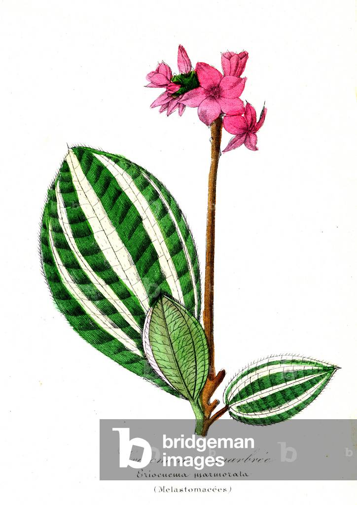 Ericneme marbree (Melastomacees) - Eriocnema marmorata (Botanique), 1855 - Emmanuel Le Maout - Organography and Taxonomy - Natural History of Plant Families and Principal Species -