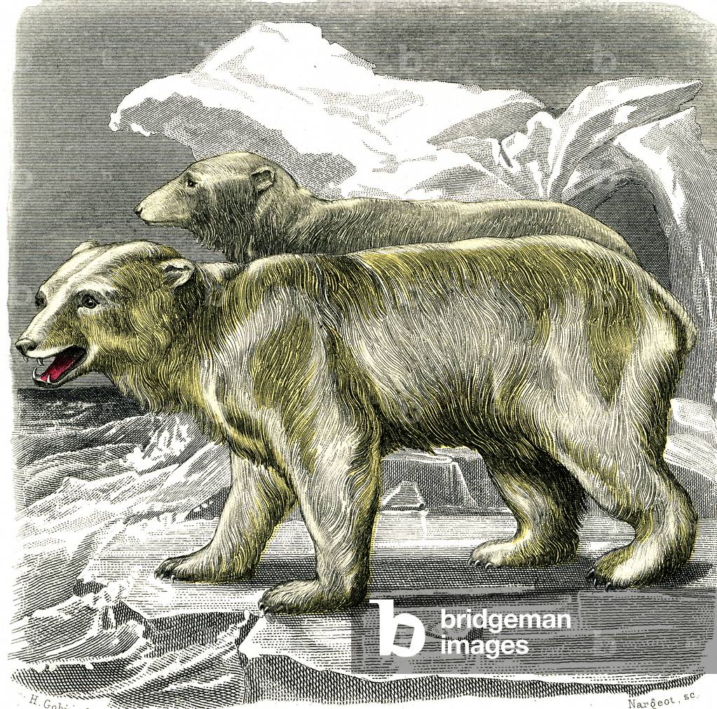 The white bear, 1846 (engraving)