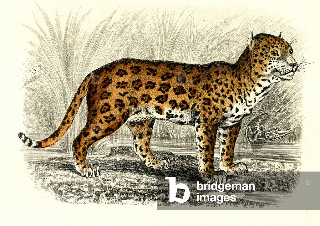 Le Jaguar, 1846 (engraving)