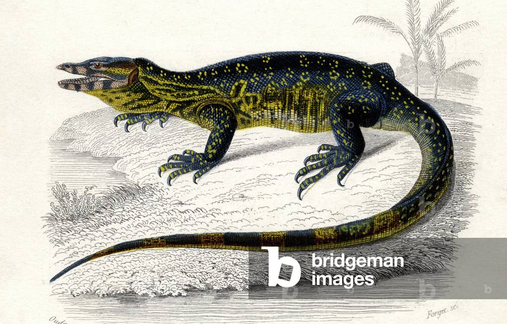 Animal board: Varan has two bands (varanus bivittatus), Saurian reptile. In “Dictionnaire universel d'Histoire