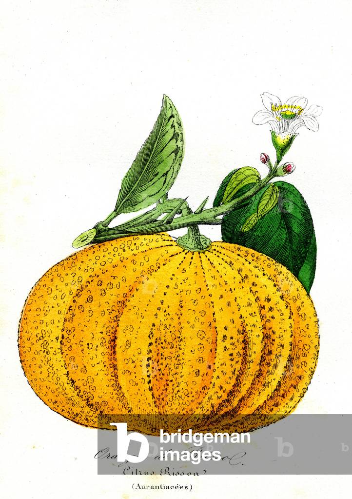 Risso Orange (Aurantiacees) - Citrus Rissoa, 1855 - Natural History of Plant Families and Principal Species - by Emmanuel Le Maout -