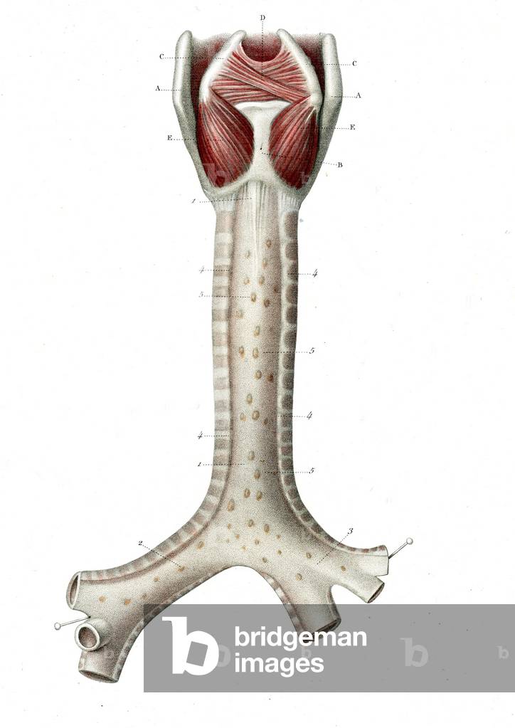 Human airways 1866 illustration of the voice box (larynx, top), trachea (windpipe, vertical, centre) and bronchi (lower left and right) The bronchi branch from the trachea and carry air to the lungsRespiratory apparatus-trachee artere and bronchi - La trachee artere et les bronchi (Part posterieure), 1866