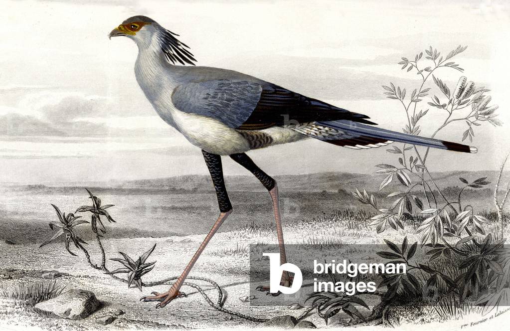 "Tierbrett: Schlangenreptilivore (Serpentarius reptilivorus) Vogel der täglichen Beute - in „“ Dictionnaire un