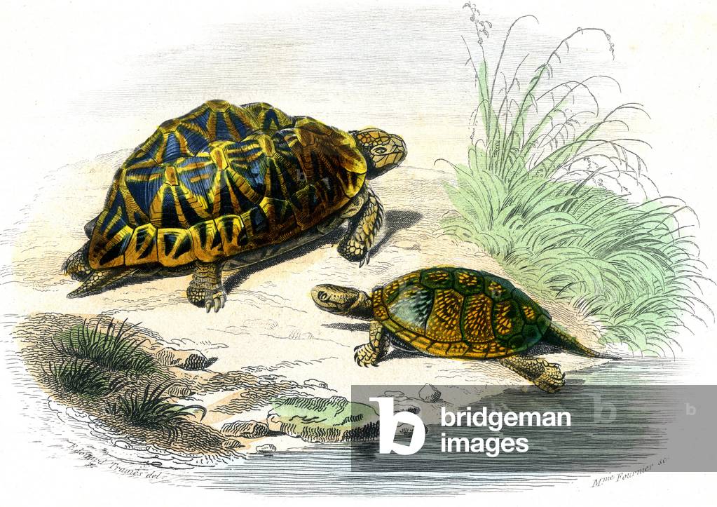 Geometric Turtle (Testudo geometrica) and Yellow Turtle