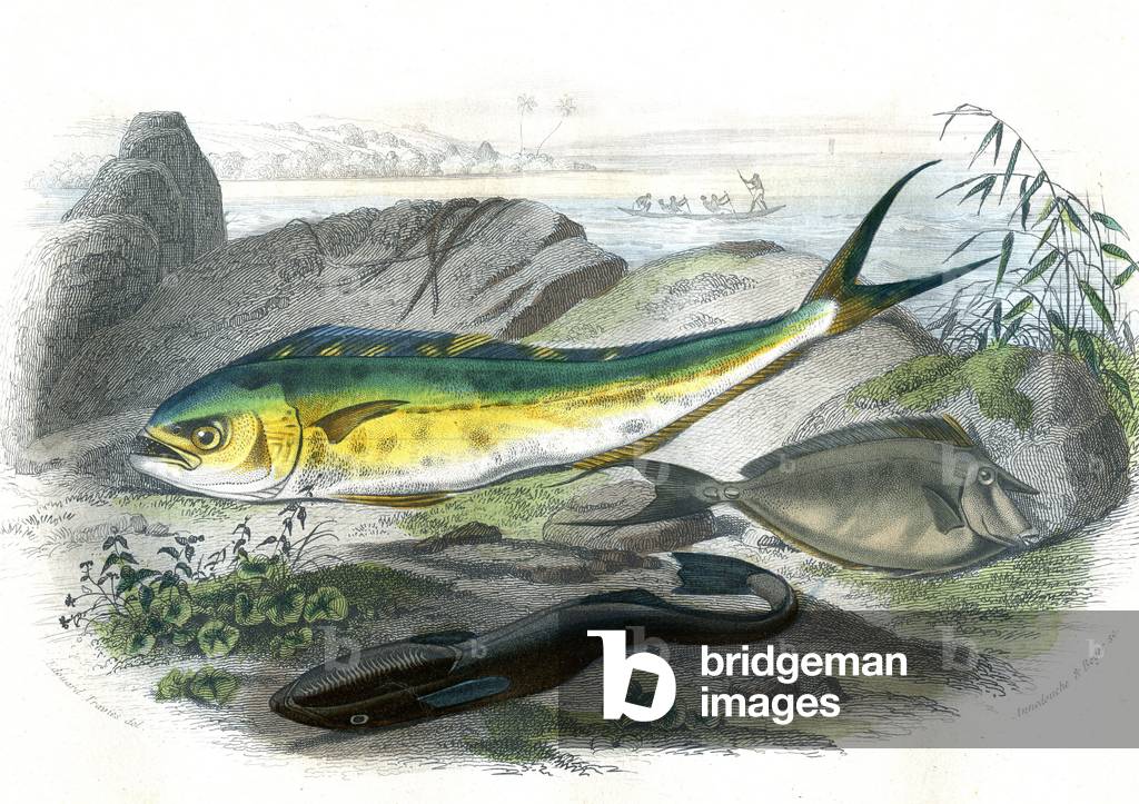 Coryphene Hippurus (coryphene sea bream, cameleon fish) - En bas: echeneis remora et le nason licornet - Plate extracted from Natural History by Bernard Germain de Lacepede (1856-1925), edition P.Furme, Paris, 1857