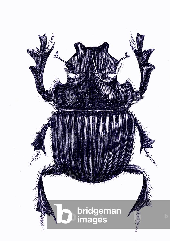 Coleoptera: Copris isidis, male, 1860