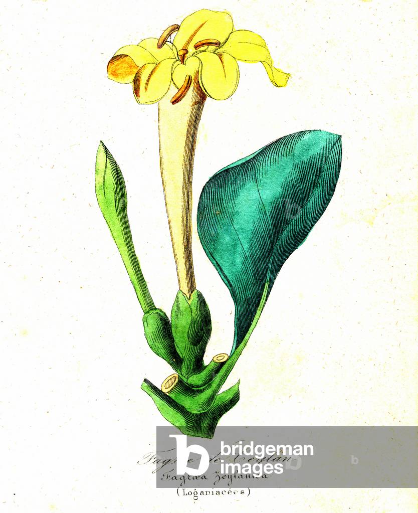 Fagree de Ceylan (Loganiacees) - Fagroea zeylanica, 1855 - Natural History of Plant Families and Principal Species - by Emmanuel Le Maout -