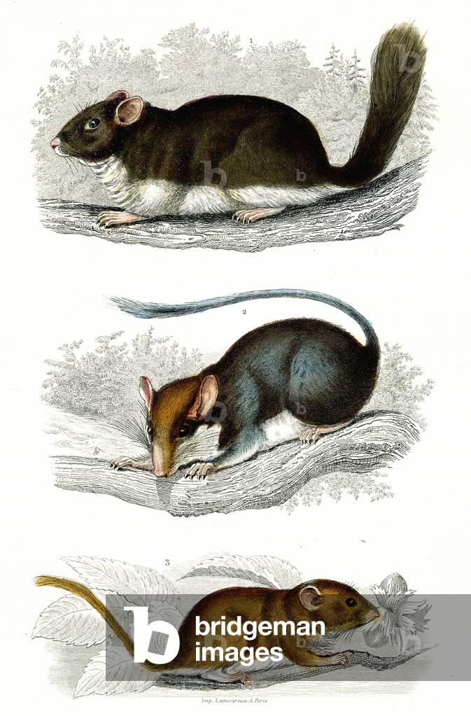 1) The Loir 2) The Lrot 3) The Muscardin, 1846 (engraving)
