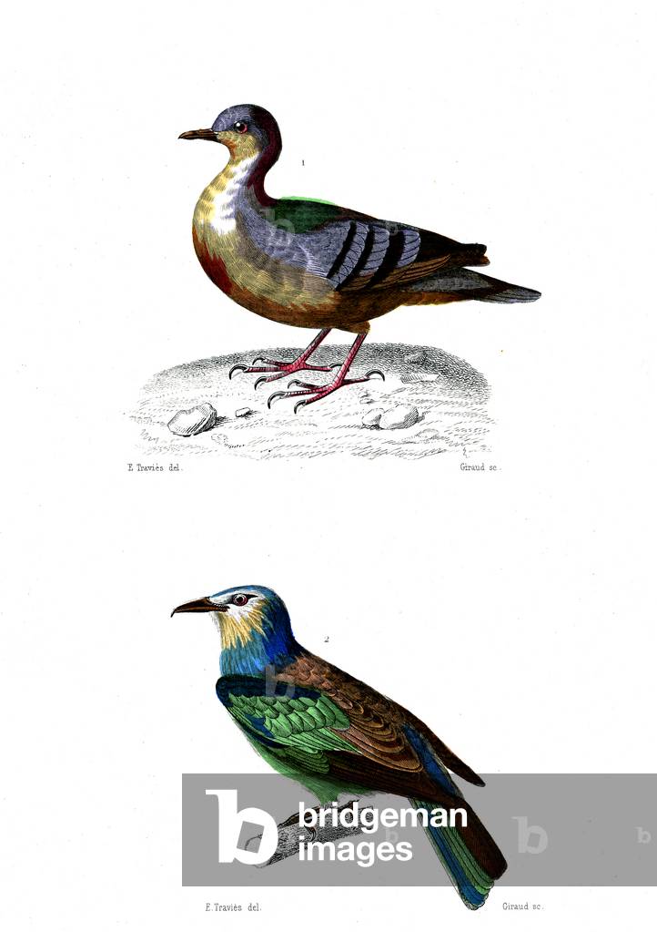 1) Coloba cruentata 2) Horn viridis (The Green Rollier), 1846 (engraving)