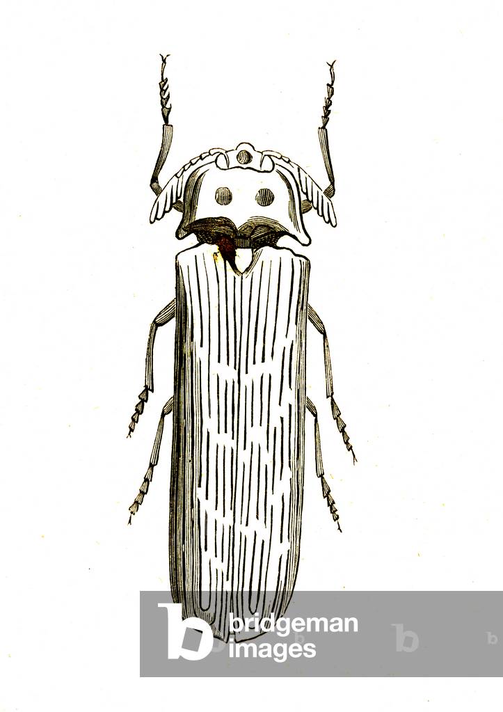 Coleoptera: Tetralobus gigas, male, 1860