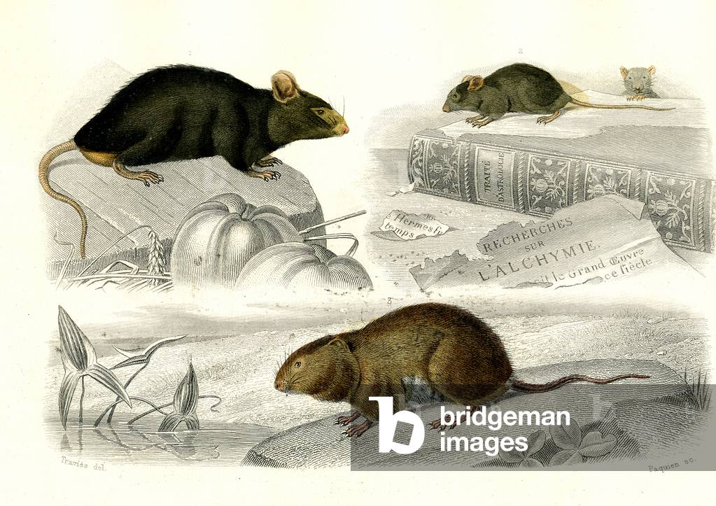 1) The Rat 2) Mouse 3) The Water Rat, 1846 (Engraving)