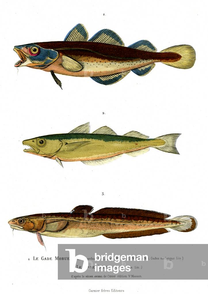 1) Gaus morrhua 2) Gadus merlangus 3) Gadus Lota, 1846 (engraving)