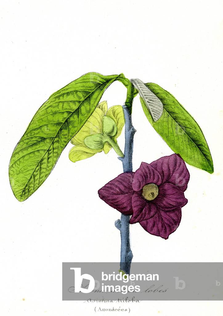Anona a 3 lobes (Anonacees) - Asimina triloba, 1855 - Natural History of Plant Families and Principal Species - by Emmanuel Le Maout -