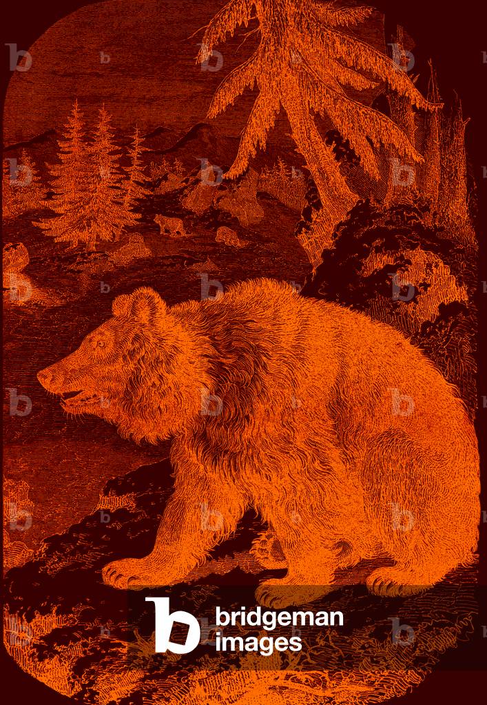 The brown bear. 1880 (engraving)