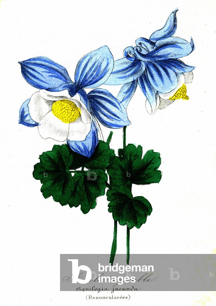 Pleasable Ancolie (Renunculacees) - Aquilegia jucunda (Botanique), 1855 - Emmanuel Le Maout - Organography and Taxonomy - Natural History of Plant Families and Principal Species -
