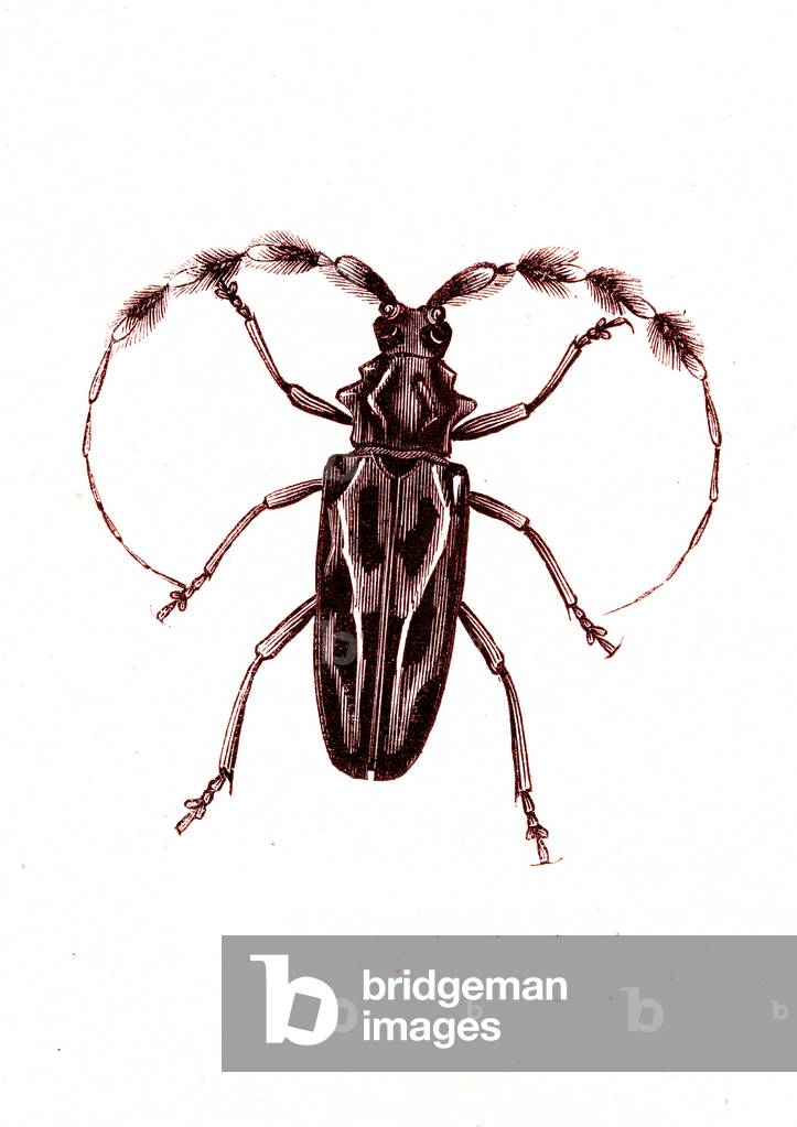 Coleoptera: Lophocerus barbatus, 1860