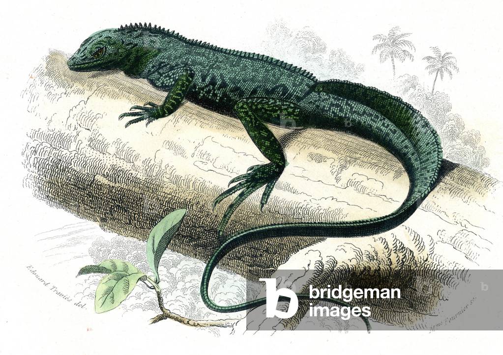 Le porte cree (Podarcis muralis) - Plate extracted from Natural History by Bernard Germain de Lacepede (1856-1925), edition P.Furme, Paris, 1857